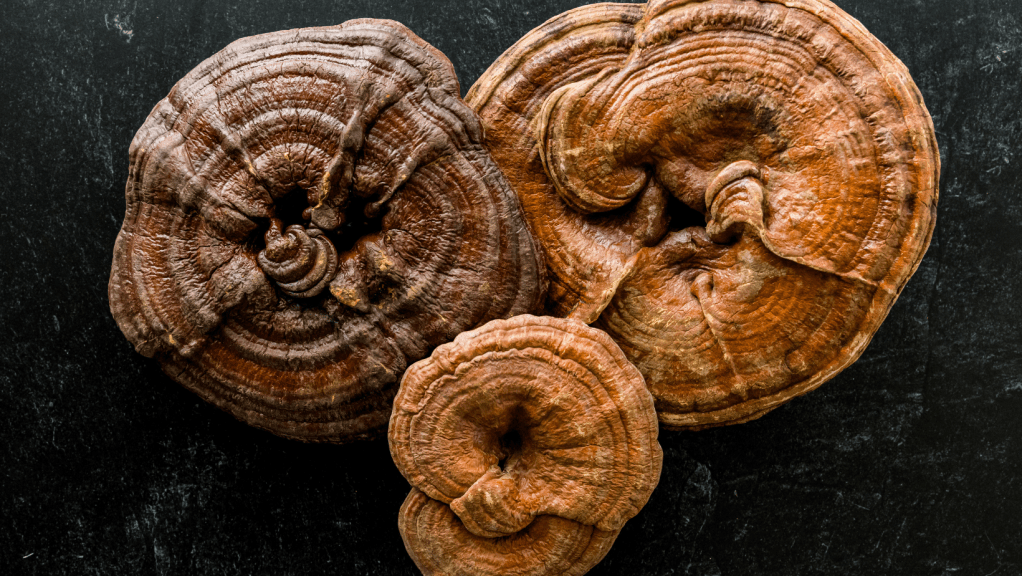 2. Harnessing the Power of Reishi Mushroom for Immune Modulation