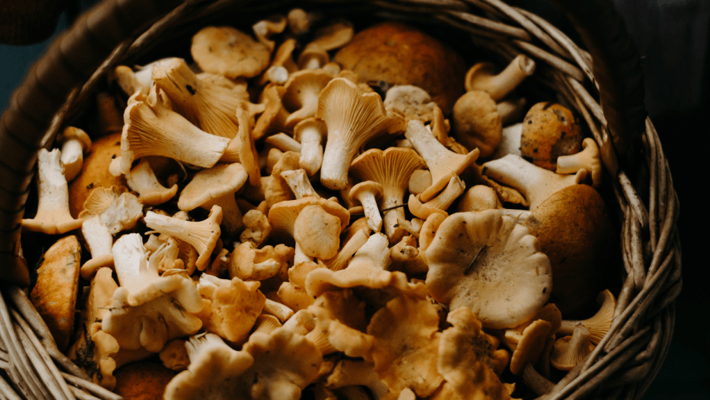 4. Maitake Mushroom for Energy and Immune Vitality