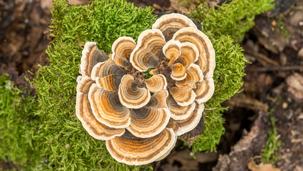 3. Turkey Tail Mushroom: A Prebiotic for Gut and Immune Health